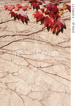蔦紅葉 31686257