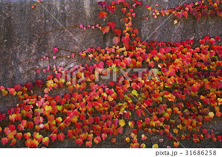 蔦紅葉 31686258