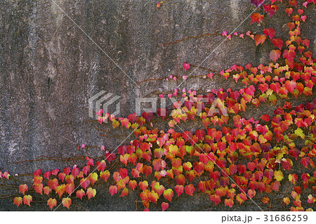 蔦紅葉 蔦紅葉 31686259