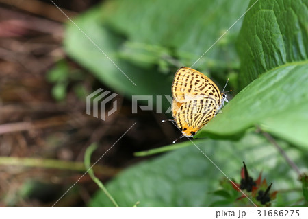 ウラナミアカシジミ ウラナミアカシジミ 31686275