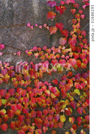 蔦紅葉 31686295