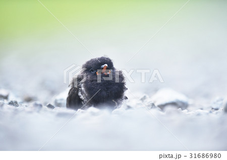 かわいい鳥のヒナ かわいい鳥のヒナ 31686980
