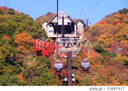 神戸布引ハーブ園(神戸市)の紅葉 神戸布引ハーブ園(神戸市)の紅葉 31687417