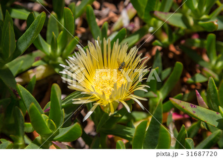 Vegetation of the island of Sao Miguel 31687720