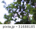 Tree Blurred Out of Focus 31688185