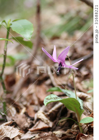 カタクリの花 カタクリの花 31688221