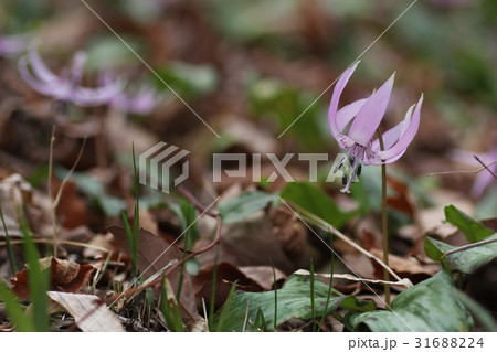 カタクリの花 31688224