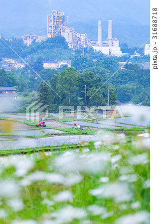 秩父　寺坂棚田　縦 31688718