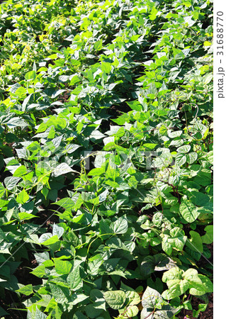 kidney beans growing up 31688770