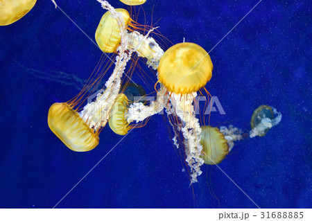 クラゲ 31688885