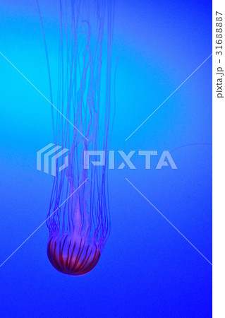 クラゲ クラゲ 31688887