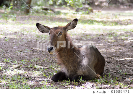 Koudou sleeping on the floor 31689471