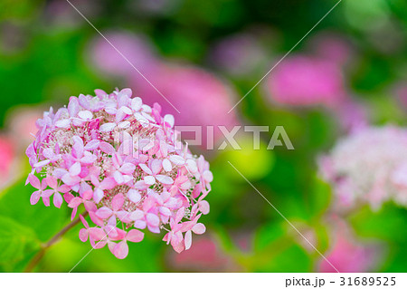 【神奈川県】あじさい 31689525