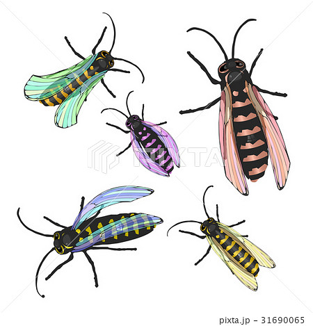 Bees multicolored with transparent wings 31690065