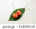 さくらんぼ 31690516