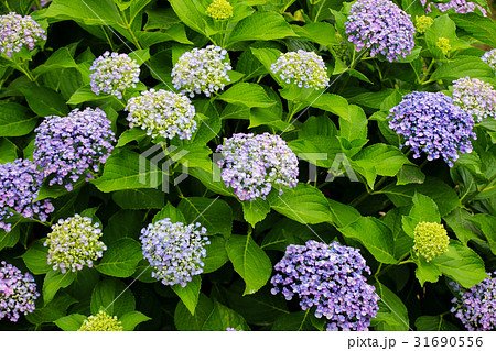 紫陽花 紫陽花 31690556