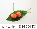 さくらんぼ 31690653