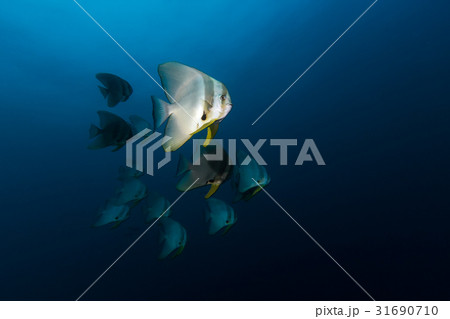 Teira Batfish (Platax teira) in the blue 31690710