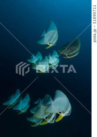 Teira Batfish (Platax teira) in the blue 31690711