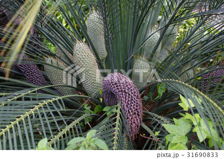 Encephalartos laurentianus shrub. Subtropical 31690833