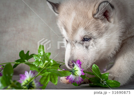 Siberian husky puppy close up on background . . 31690875