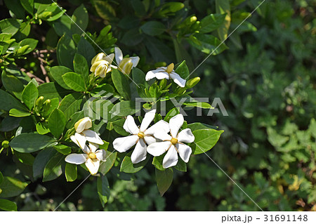 クチナシの花 クチナシの花 31691148