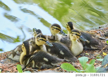 マガモのヒナ 31691721