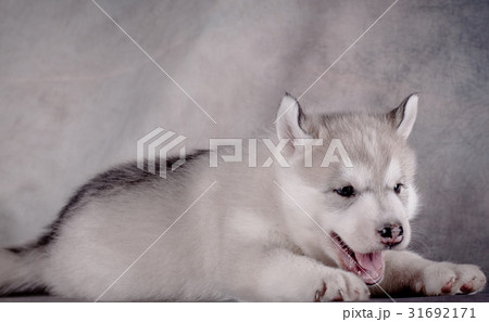 Siberian husky puppy close up on background . . Siberian husky puppy close up on background . . 31692171