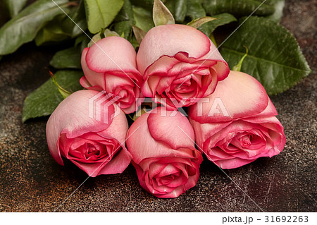Five beautiful pink roses on brown background 31692263