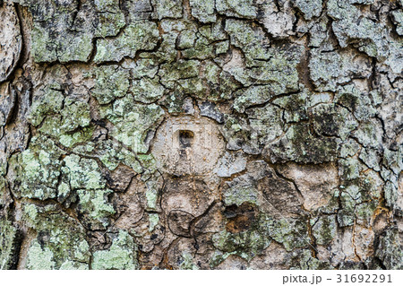 Old Bark Tree texture background, Brown Tree trunk 31692291