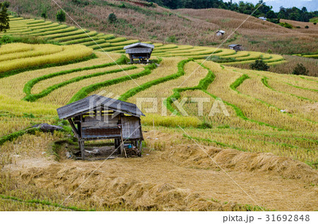 Pa Pong Piang Rice terraces, Chiang Mai, Thailand. Pa Pong Piang Rice terraces, Chiang Mai, Thailand. 31692848