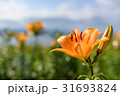 ゆり園 31693824