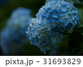 紫陽花 31693829