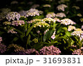 紫陽花 31693831