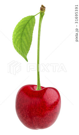 Cherry isolated on white backgroundの写真素材 [31695391] - PIXTA