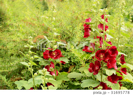 Mallow flowers in a garden 31695778