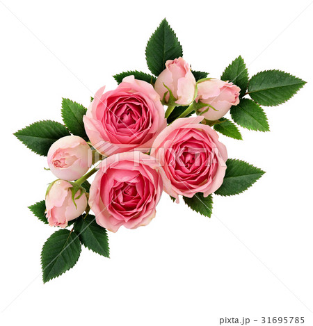 Pink rose flowers arrangement 31695785