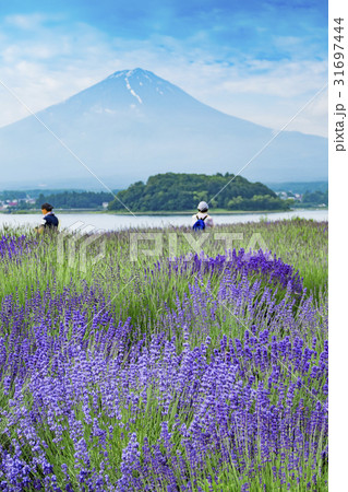 河口湖　ラベンダー 31697444