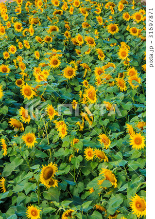 秋に咲くひまわり 【佐賀県 山田ひまわり農園】 秋に咲くひまわり 【佐賀県 山田ひまわり農園】 31697871