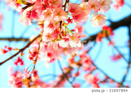 埼玉県川口市の元郷駅近くの寒桜 埼玉県川口市の元郷駅近くの寒桜 31697894