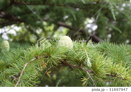 若い松ぼっくり 31697947