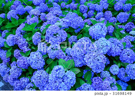 アジサイ ブルーダイヤモンドの写真素材