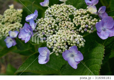 ガクアジサイ ガクアジサイ 31698181