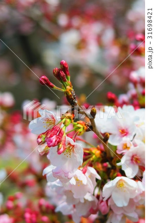 都市農業公園の桜のある風景 都市農業公園の桜のある風景 31698421
