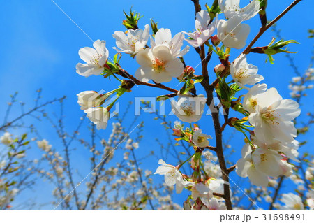 荒川サイクリングロード沿い(東京都板橋区)の桜の花のある風景 荒川サイクリングロード沿い(東京都板橋区)の桜の花のある風景 31698491