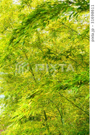 都市農業公園の孟宗竹の竹林の風景 都市農業公園の孟宗竹の竹林の風景 31698611