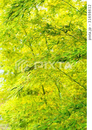 都市農業公園の孟宗竹の竹林の風景 都市農業公園の孟宗竹の竹林の風景 31698612