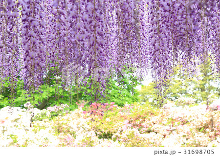 藤の花　あしかがフラワーパーク 31698705