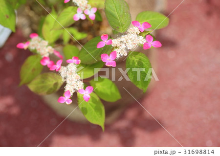 紅色ヤマアジサイの花 紅色ヤマアジサイの花 31698814