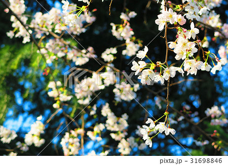 埼玉県川口市の青木町公園総合運動場の桜のある風景 埼玉県川口市の青木町公園総合運動場の桜のある風景 31698846